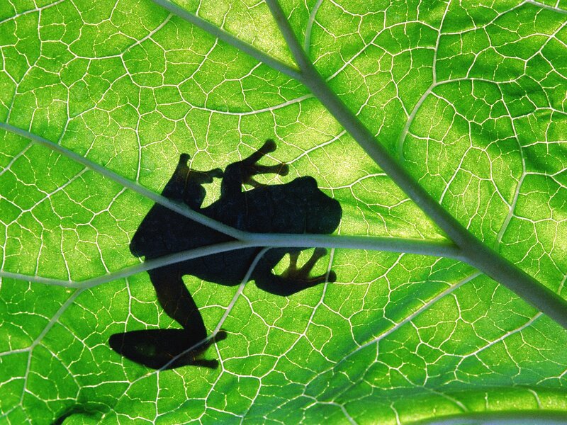 frog silhouette on leaf