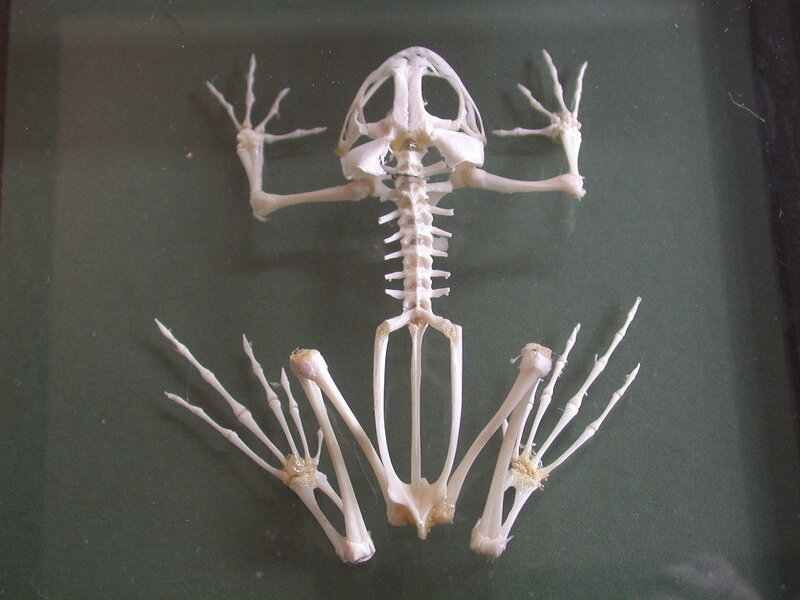 frog skeleton display