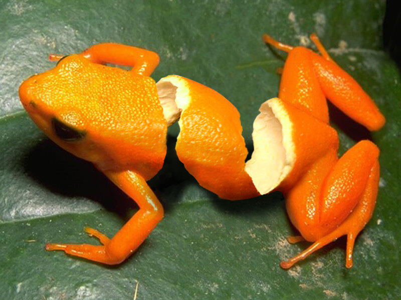 frog split like an orange