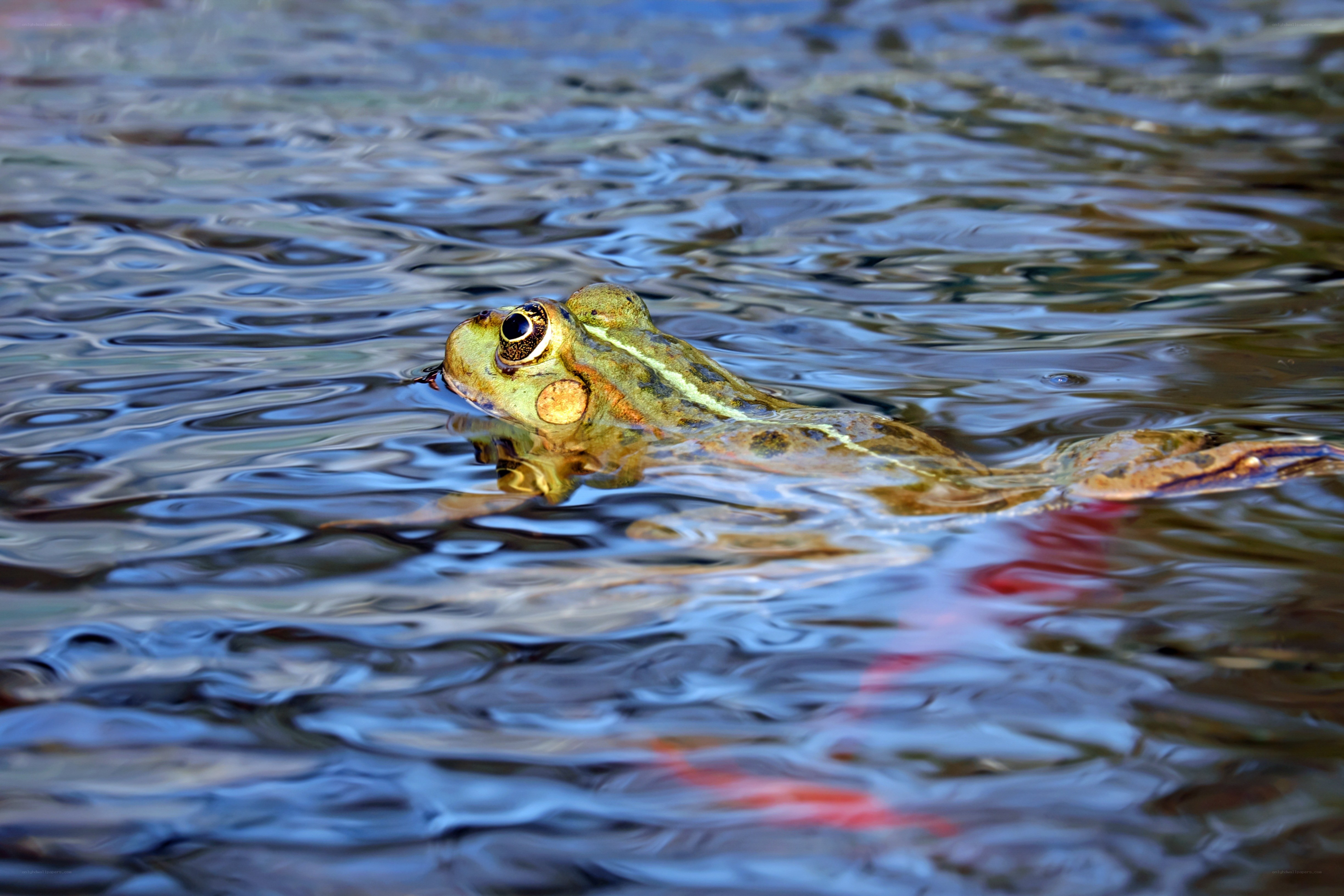 frog swimming in water