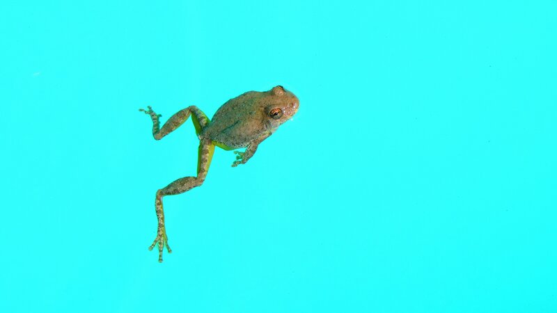 Frog Swimming Underwater — Cyan