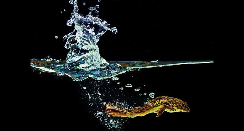 Frog Swimming Underwater