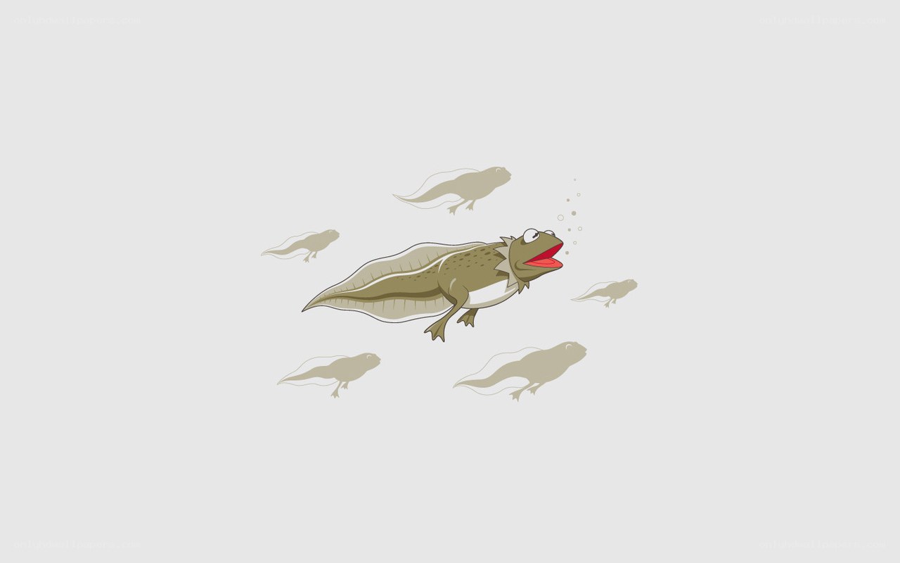 frog tadpoles swimming