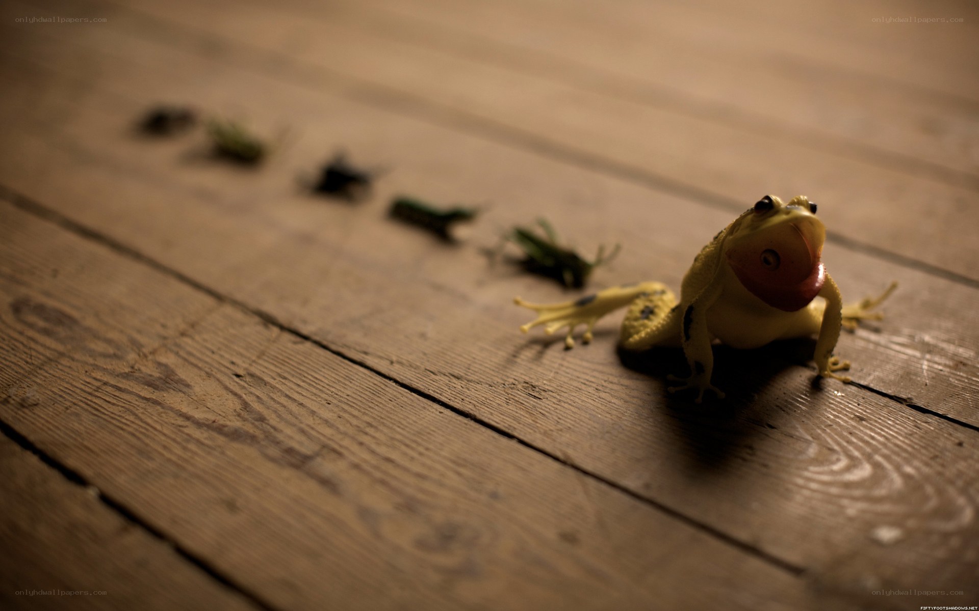 frog toy on wooden floor
