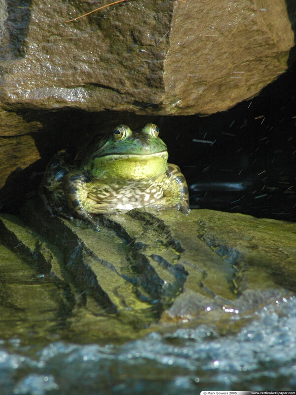 frog under a rock