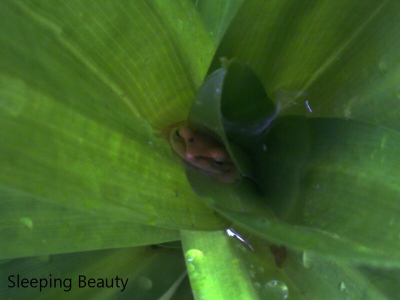 Frog under Leaf
