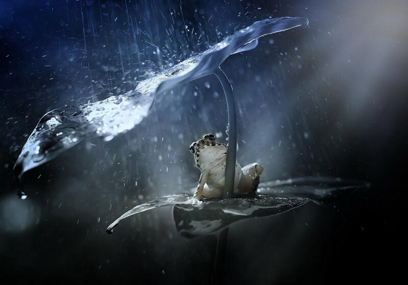 Frog under Leaf Umbrella