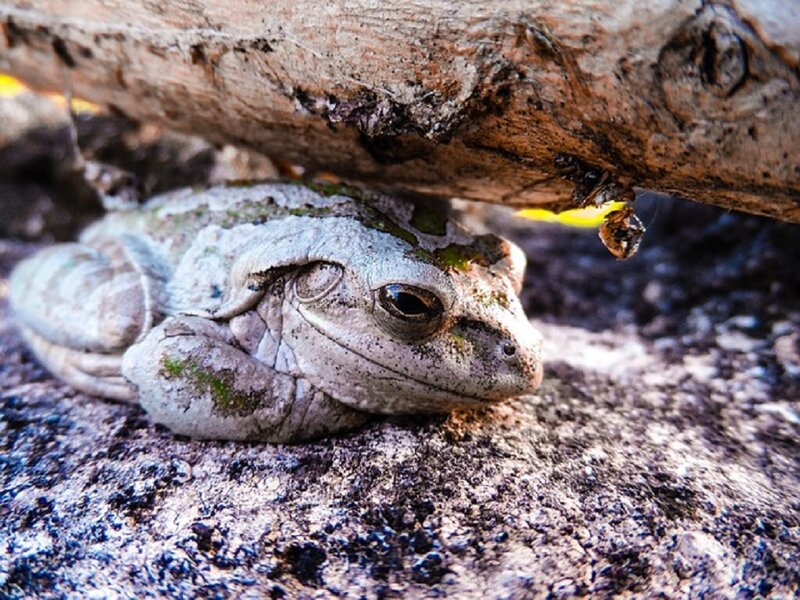 Frog under Log