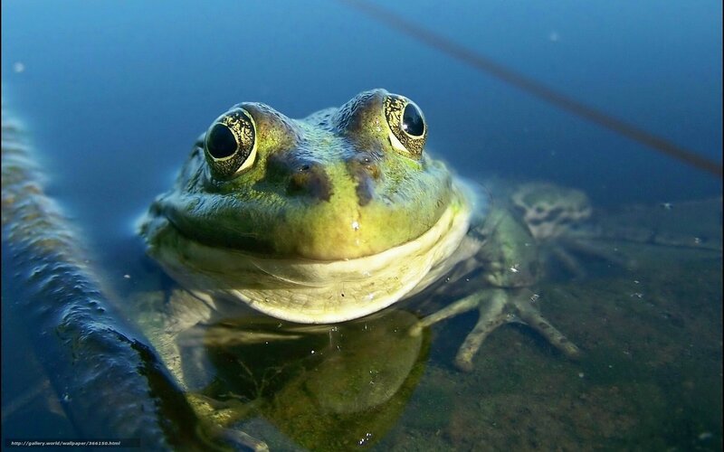 frog underwater close-up
