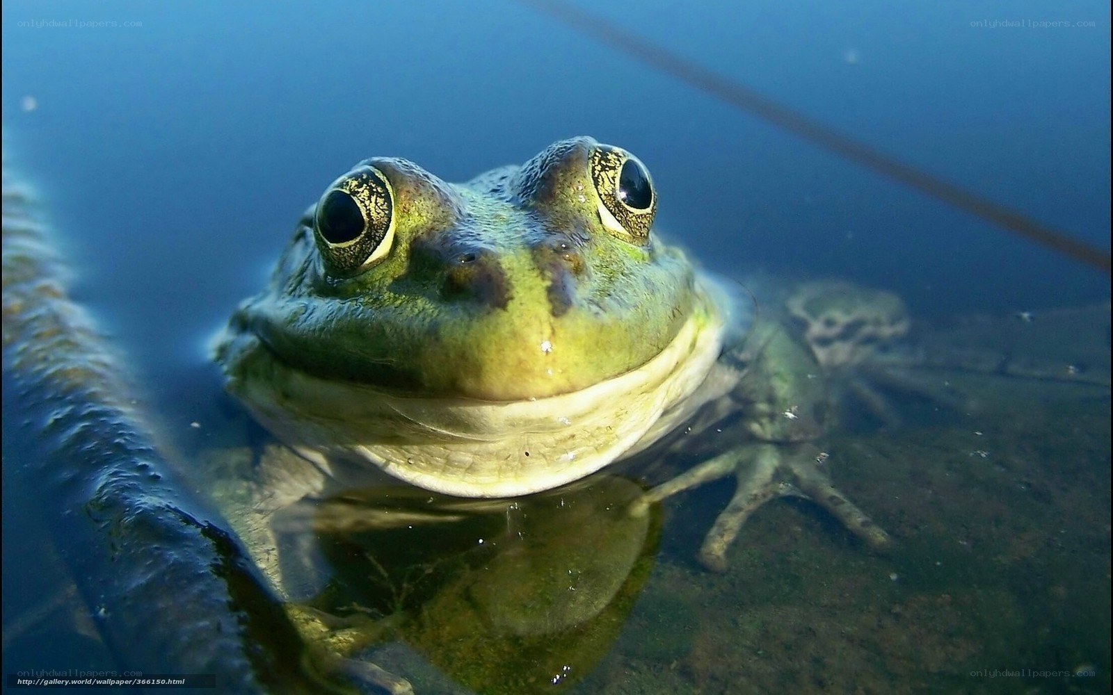 frog underwater close-up