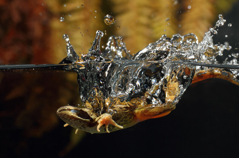 Frog Underwater
