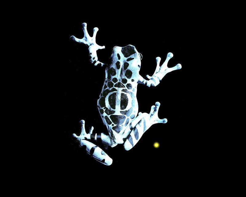 frog with black spots