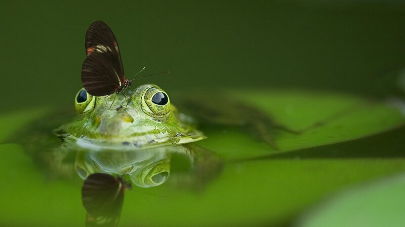 Frog with Butterfly