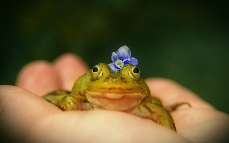 Frog with Flower on Head — Green