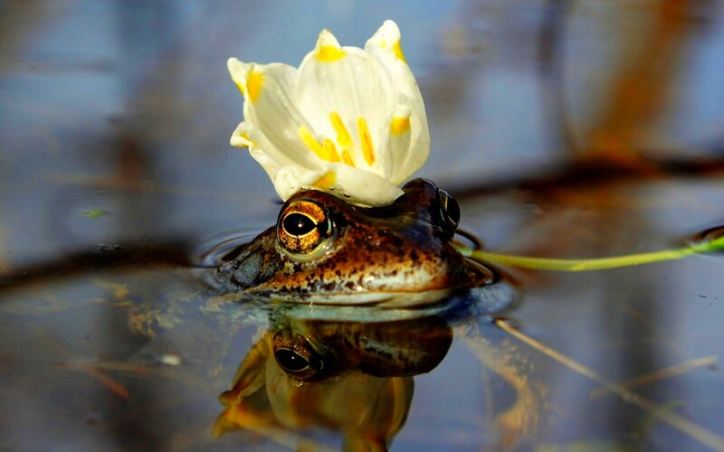 Frog with Flower on Head