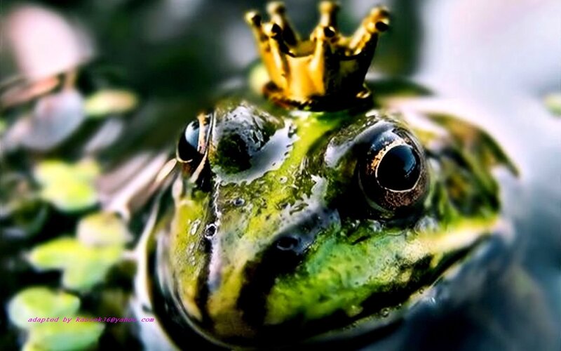 frog with golden crown