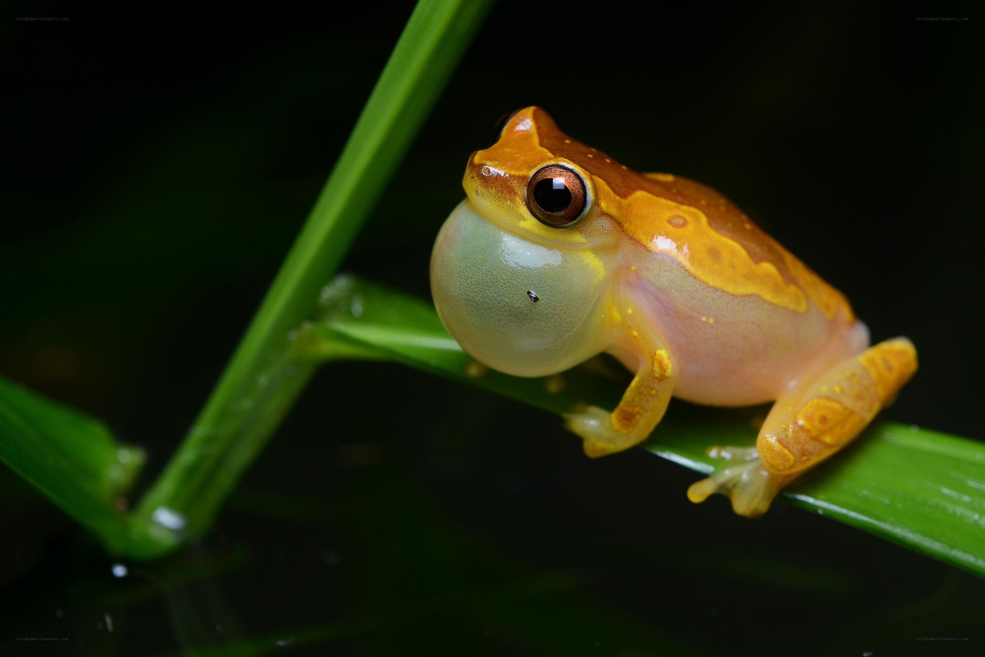 Frog with inflated vocal sac