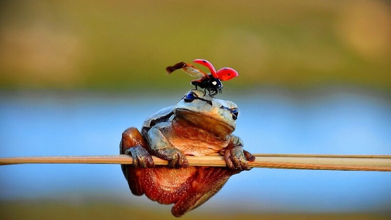 Frog with Ladybug