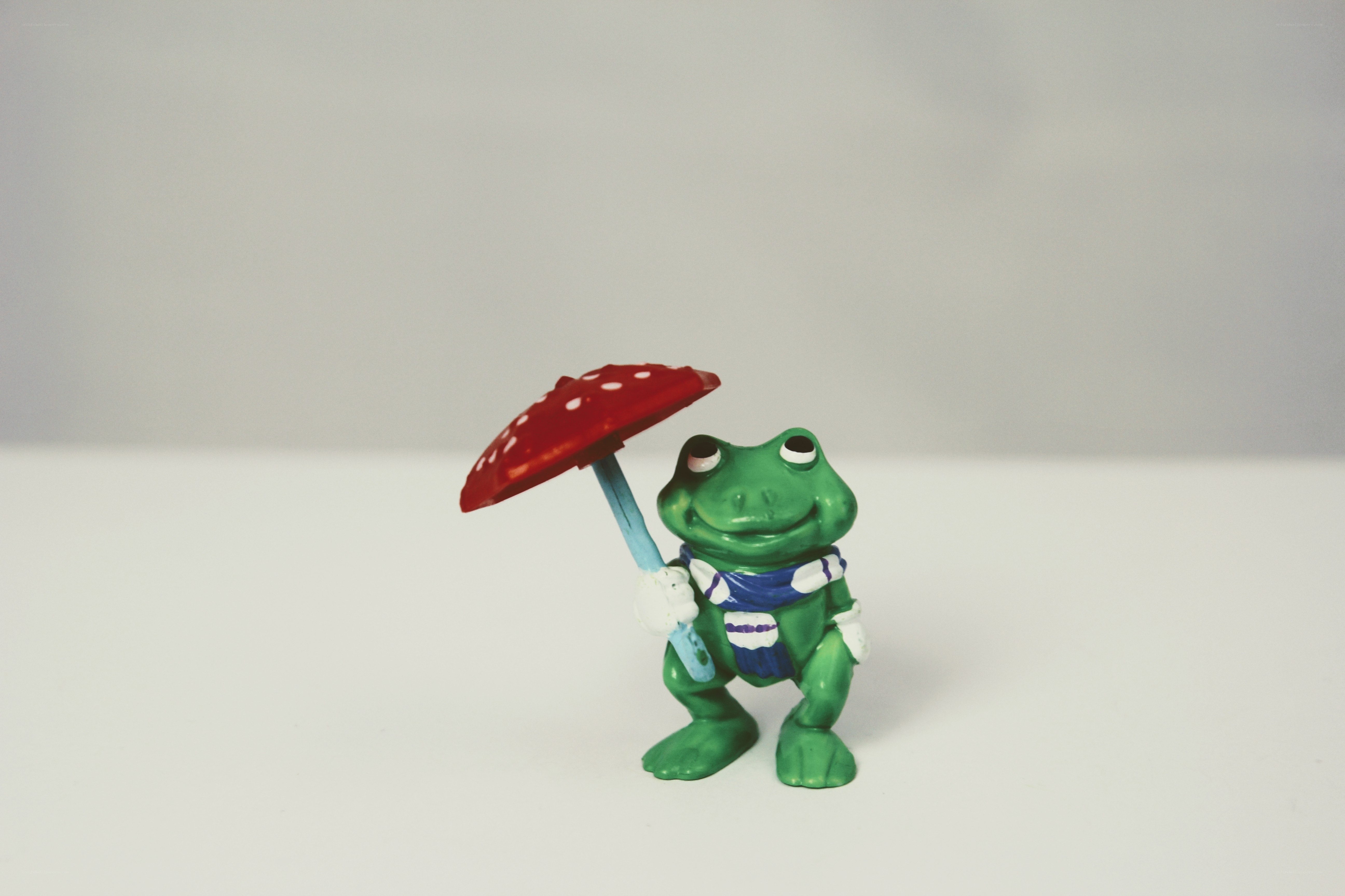 frog with mushroom umbrella