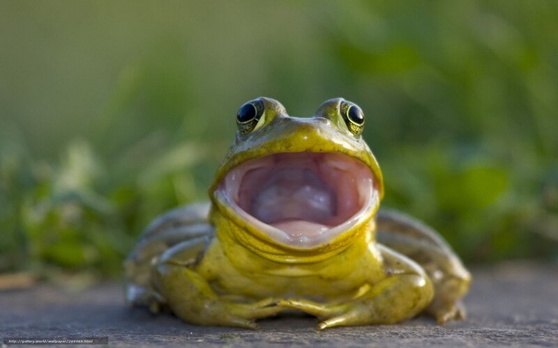frog with open mouth