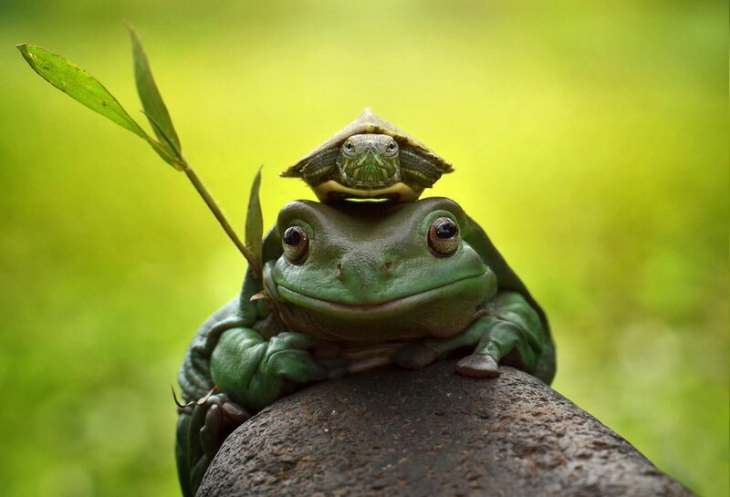 Frog with Turtle on Head