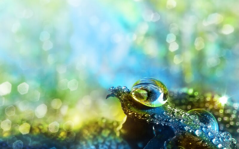 Frog with Water Droplets