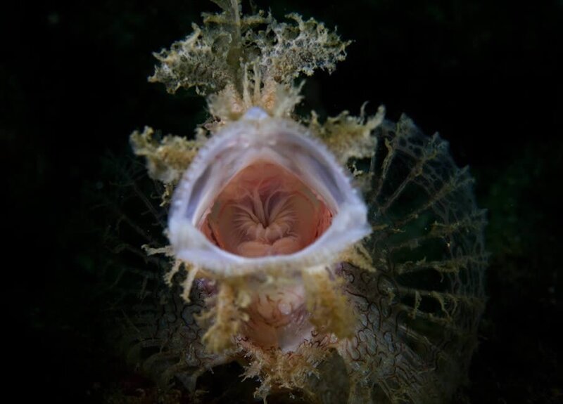 Frogfish with open mouth
