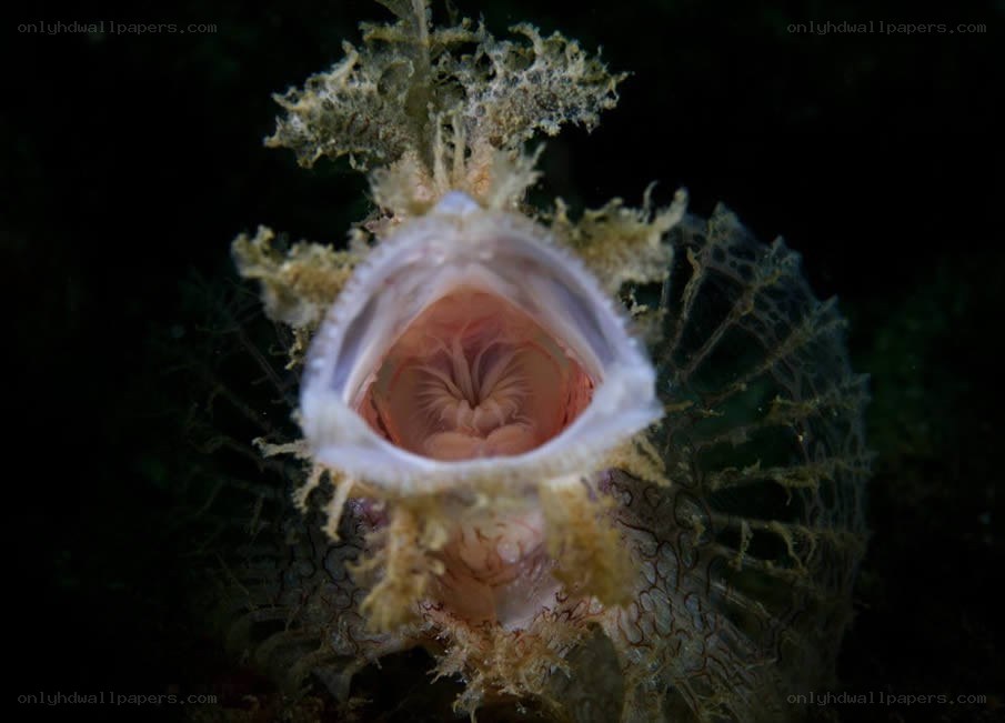 Frogfish with open mouth