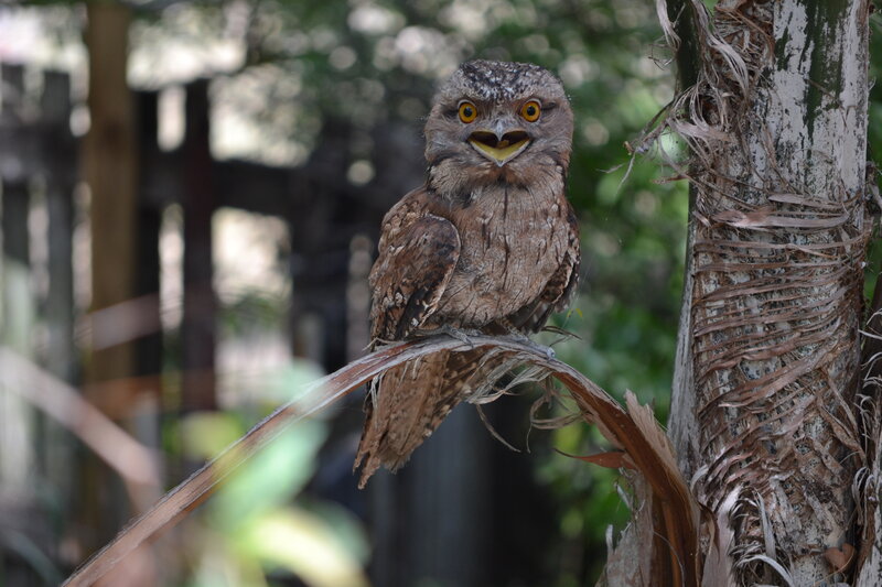 Frogmouth Bird on Branch