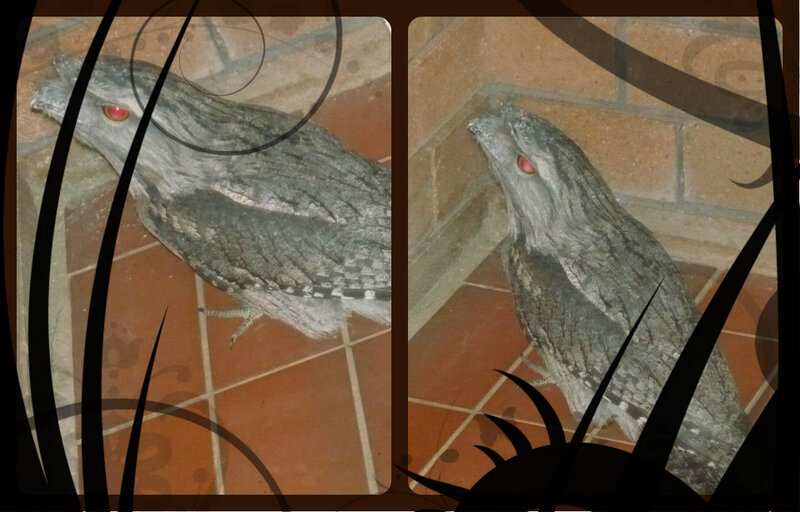 Frogmouth Bird on Floor