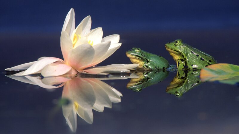 Frogs and water lily on pond