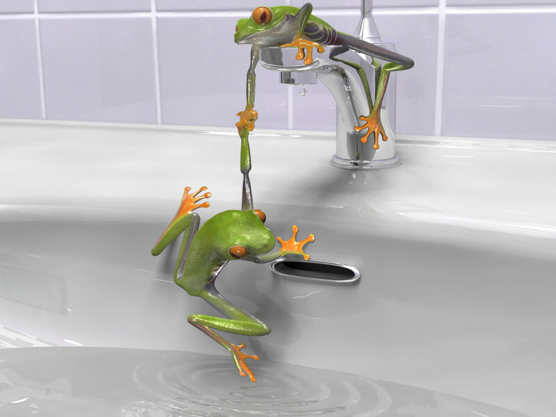 Frogs in a bathroom sink