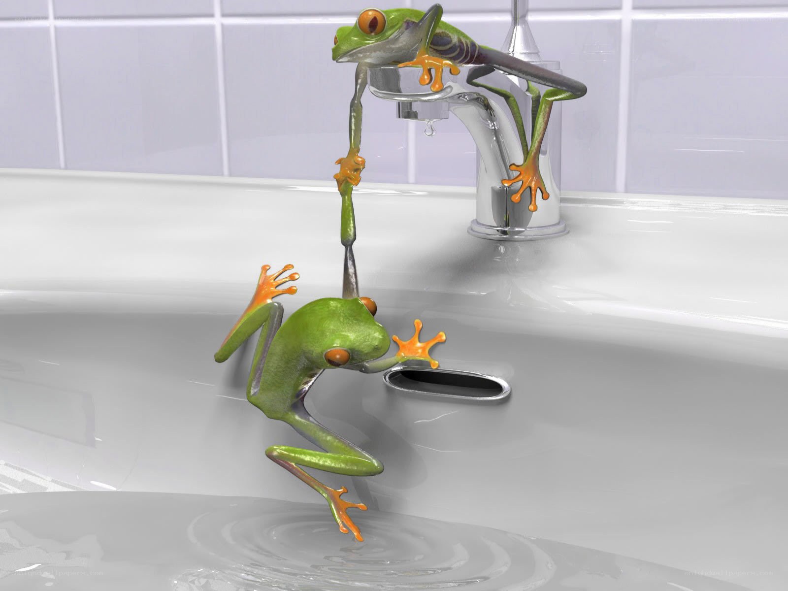 Frogs in a bathroom sink