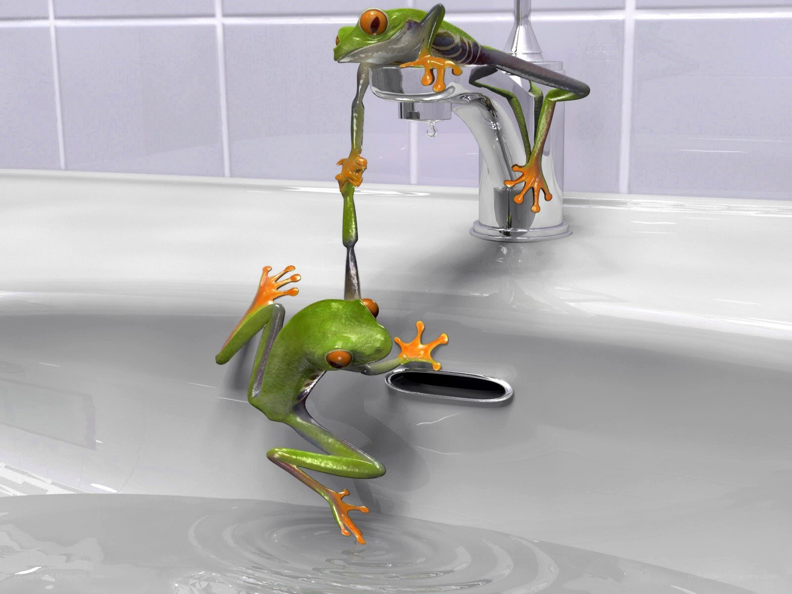 Frogs in bathroom sink