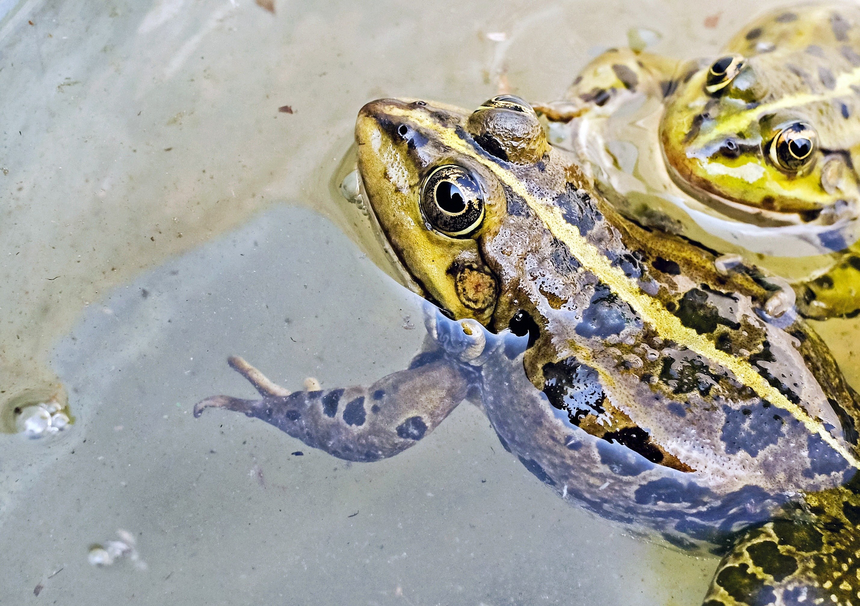 Frogs in shallow water