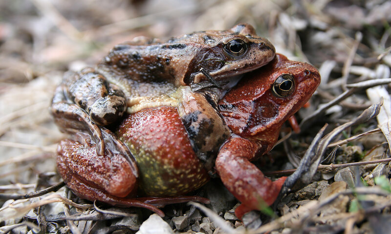 Frogs mating in the wild