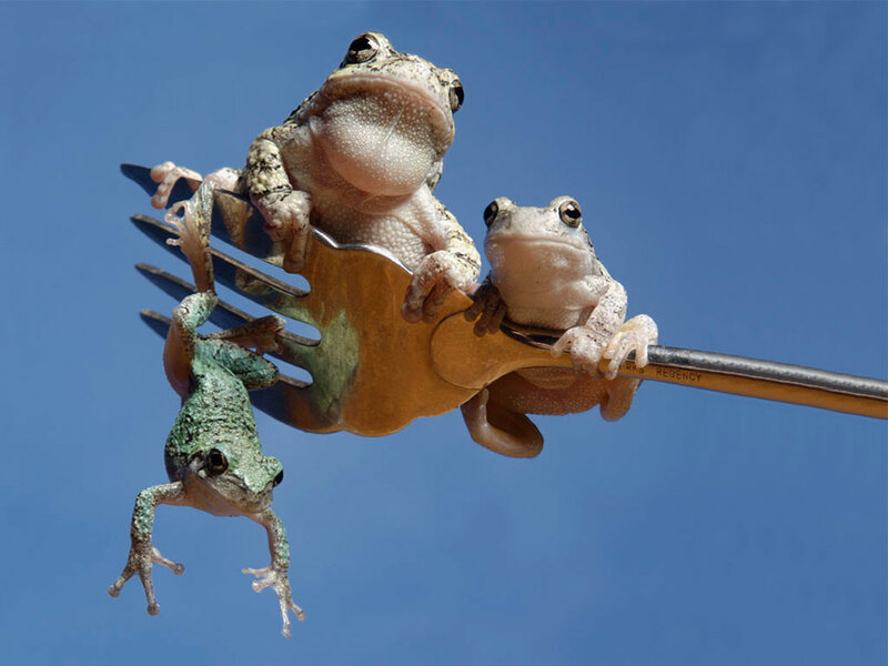 Frogs on a fork
