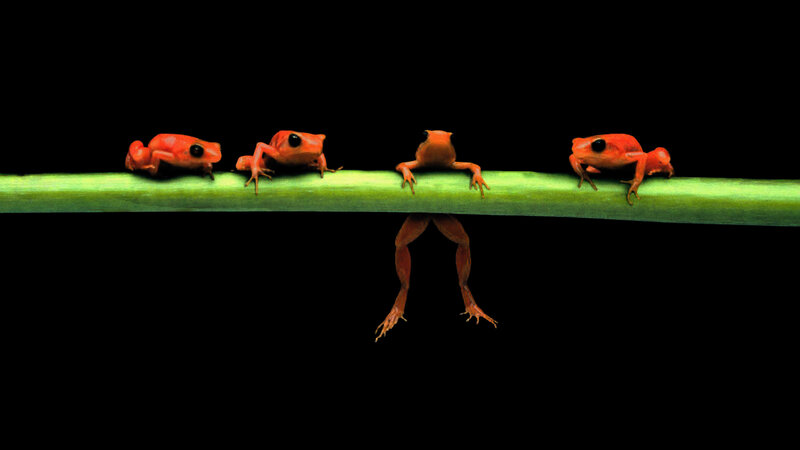 Frogs on a green stem