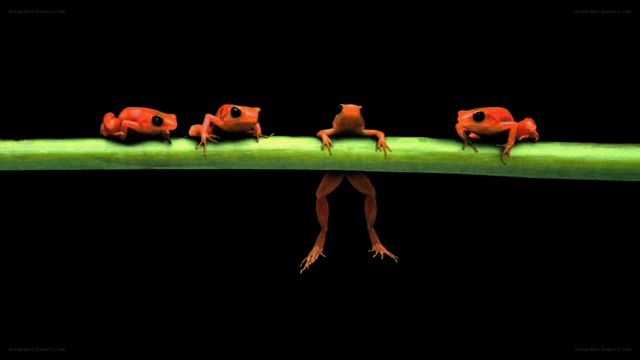 Frogs on a green stem