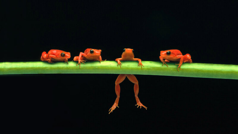 Frogs on a green stem