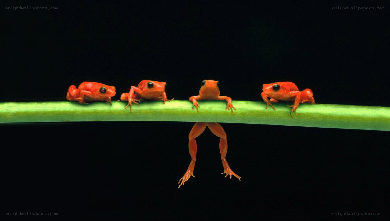 Frogs on a green stem