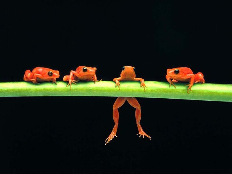 Frogs on a green stem