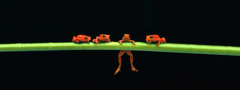 Frogs on a green stem