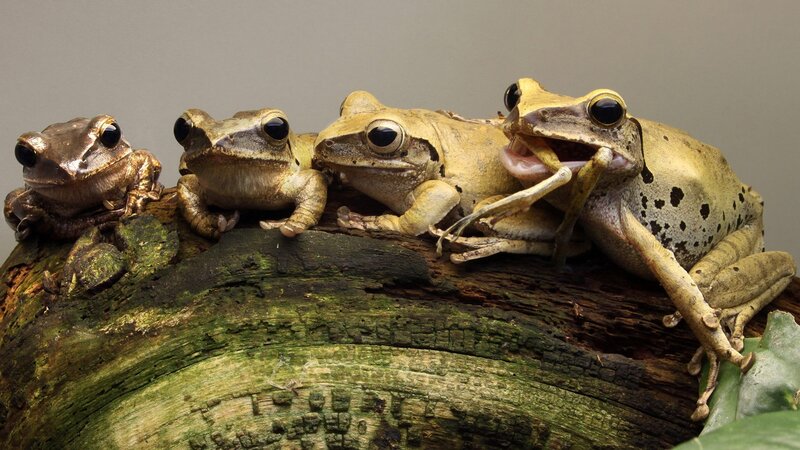 Frogs on a log