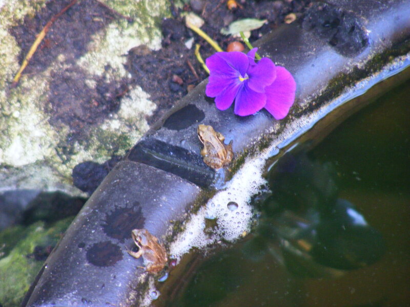 Frogs on a pipe near water