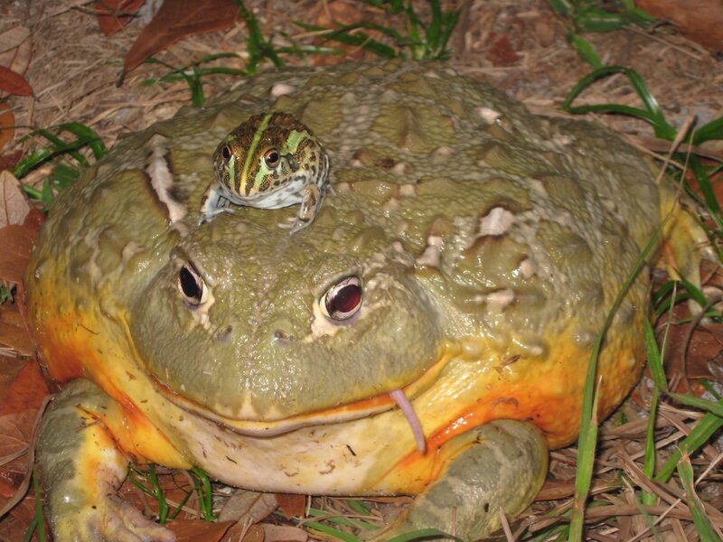 Frogs on forest floor