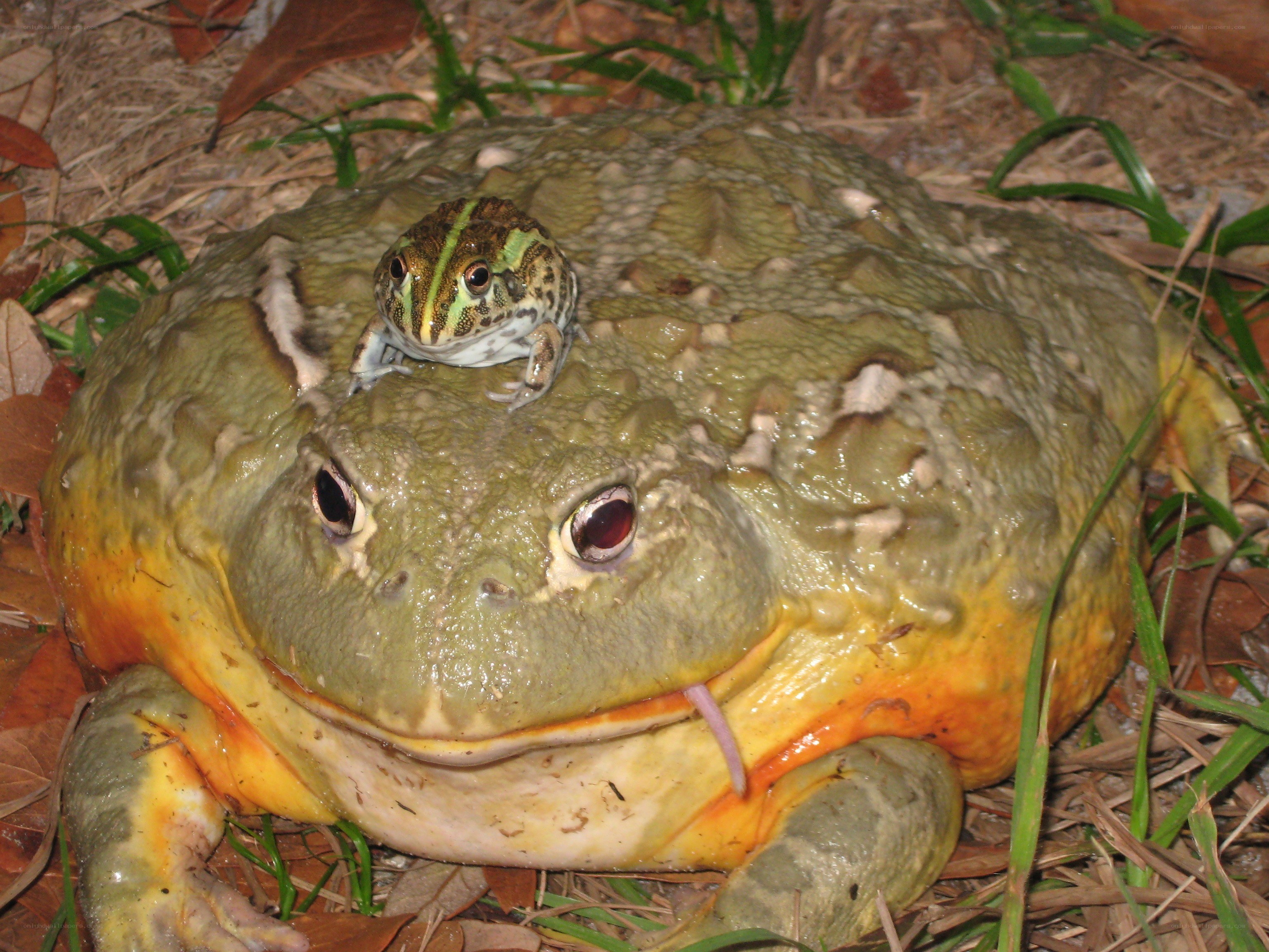 Frogs on forest floor