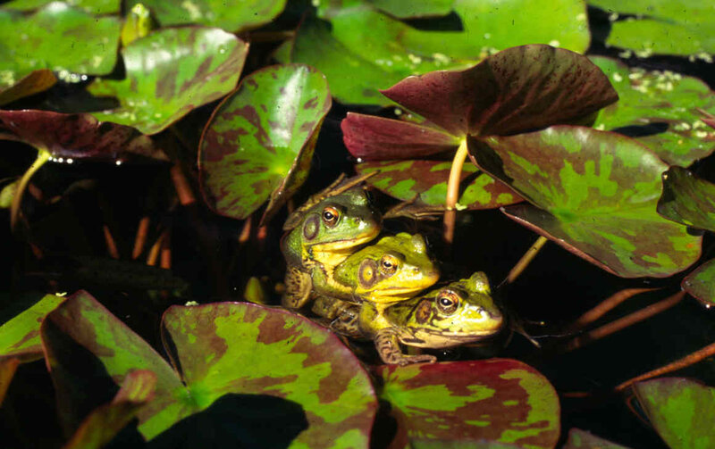 Frogs on lily pads