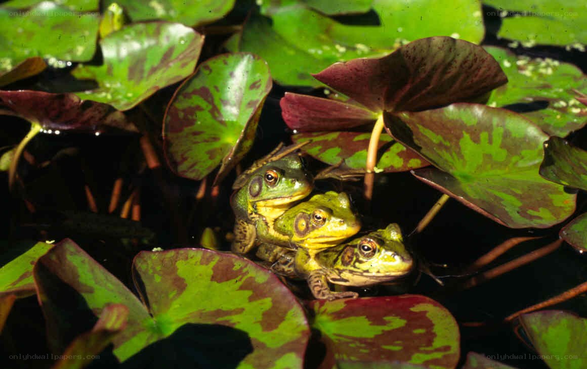 Frogs on lily pads