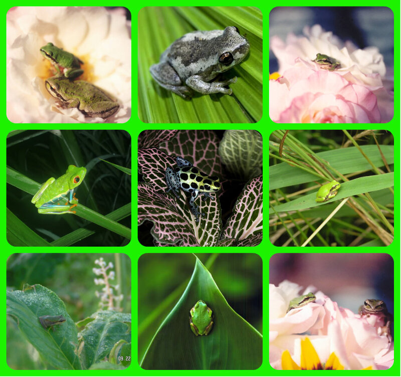 Frogs on Plants